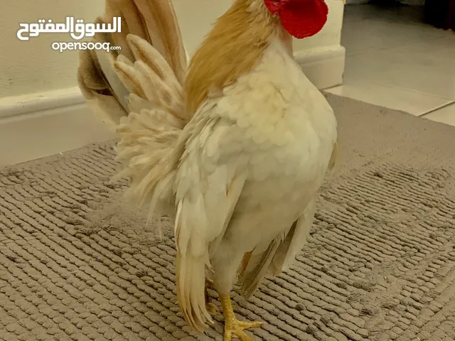 #Serama #Rooster #chicken