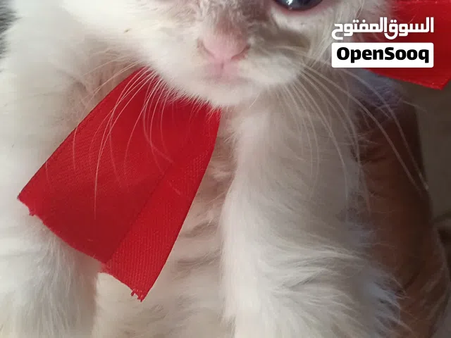 بيع قطط شيرازي