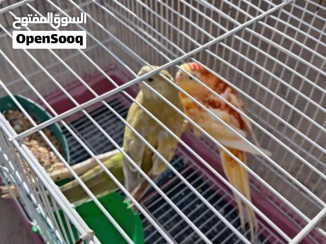 جوز براكيت رد رام تحتو بيض