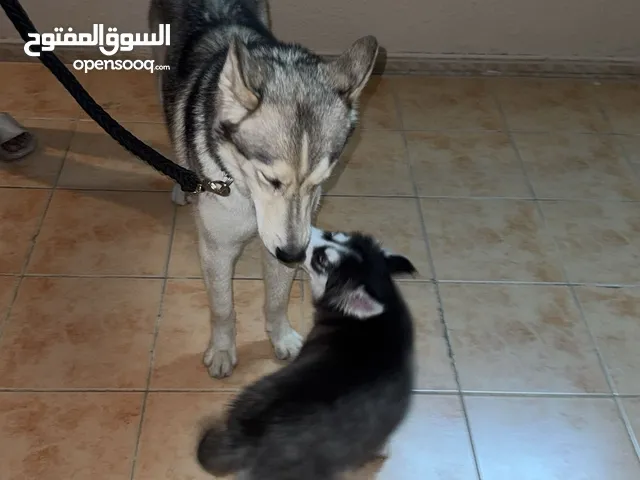 كلاب هاسكي لي اللبيع ذكر كبير عمره 7 شهور و انثى صغيره عمرها 4 شهور و الي يجيني و صامل مارح نختلف