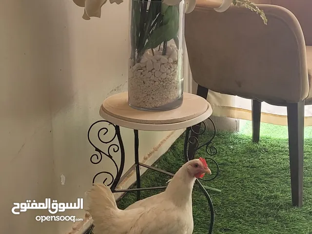 دجاج بأعمار متنوعة (الصغير والكبير)