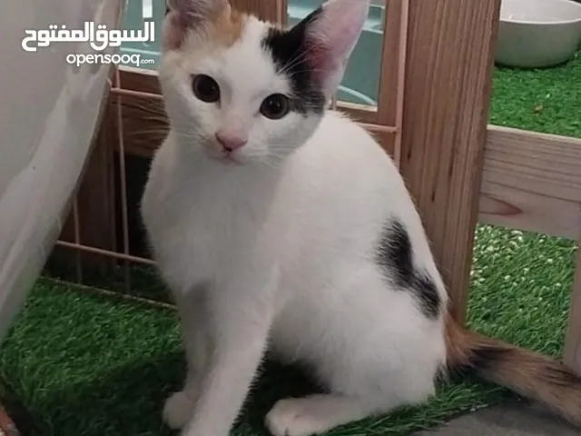 Baby Cats For Adoption