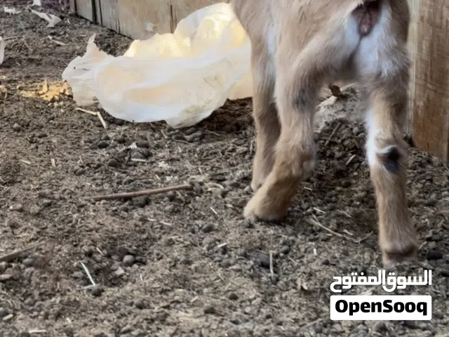 صخل قزم أمريكي  العدد 1  السعر. 1000 صخلات بيورر آلموقع/ /  ابوظبي الختم رقم