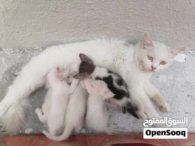 بيع قطة شيرازية مع الأولاد بسعر ممتاز