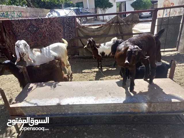 معزاء للبيع مواليد حليب صلاة النبي