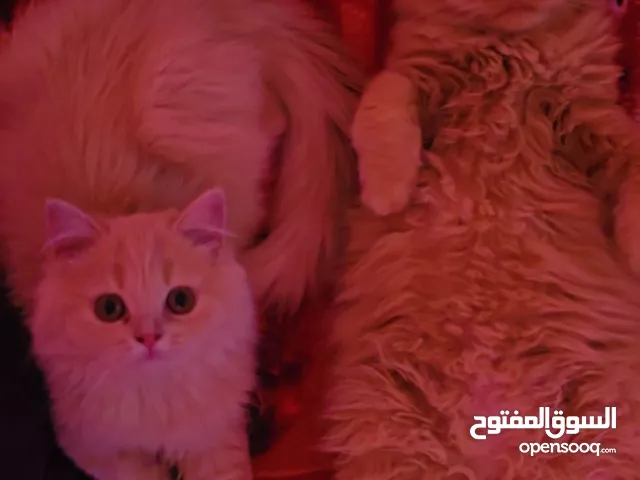 Persian cats