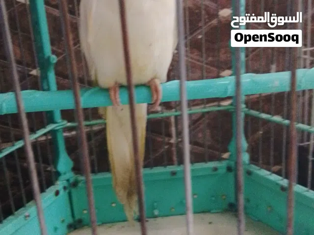 كوكتيل فول الافه