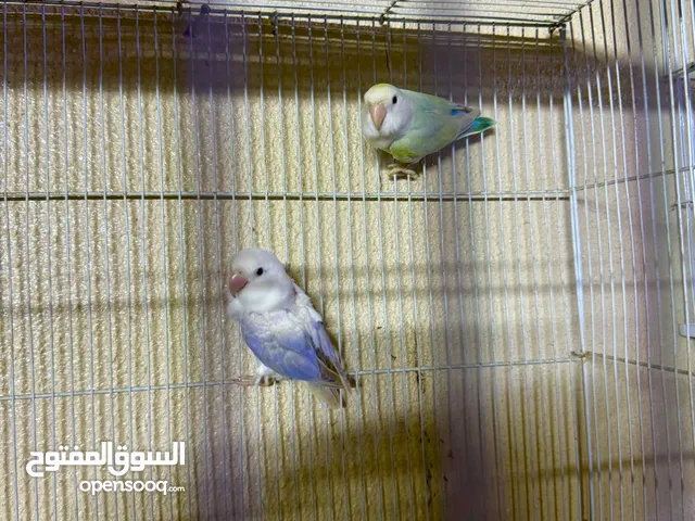 زوج لف بيرد أوب لاين350