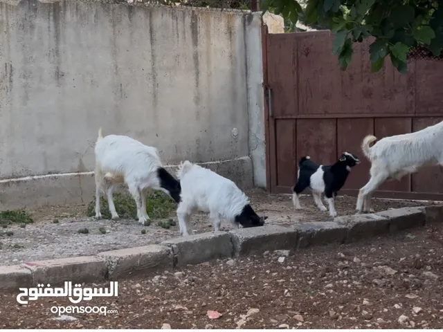 ماعز البينو للبيع