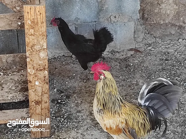 ديك وجاجة بياض