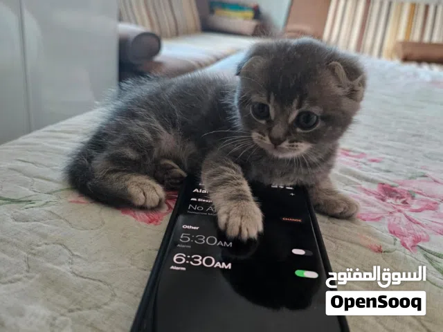 قط سكوتش فولد بيور مستوى عالي انثى