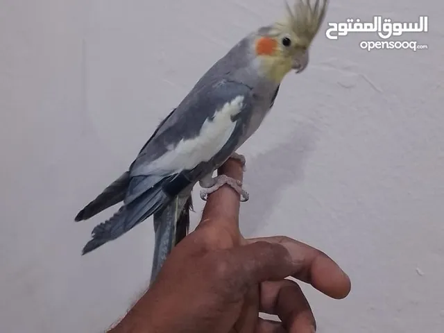 متاح حبة كوكتيل للبيع اقرء الوصف جيدا