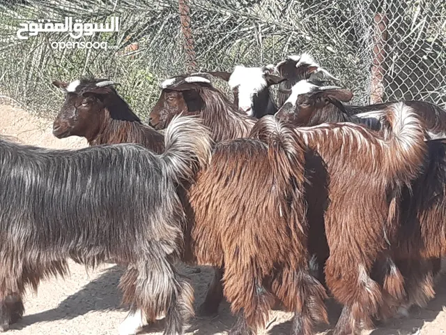 صخلات من حلال بني سعيد سمان فول ماشاء الله