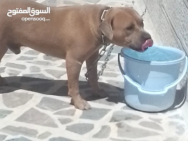 كلب بيتبول للبيع