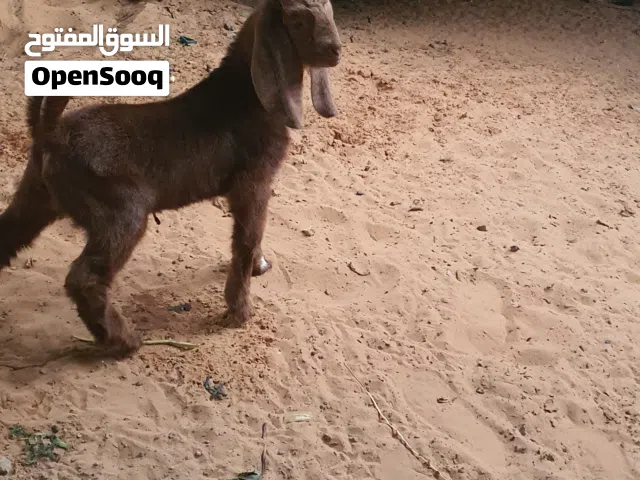 السلاام عليكم  مجموعه  انا عارض فقط