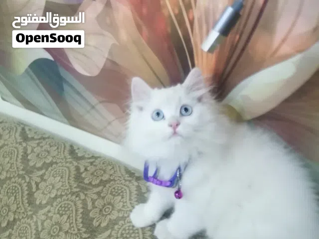 كيتن هجين ذكر هملايا للبيع