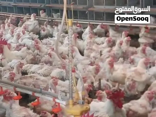 دجاج امهات للبيع دجاج امهات للبيع اوزان فوق 4كيلو  المكان العين