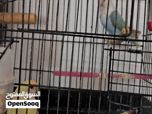 بركديلو نوع روز