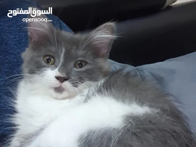 قط ولد للتبني