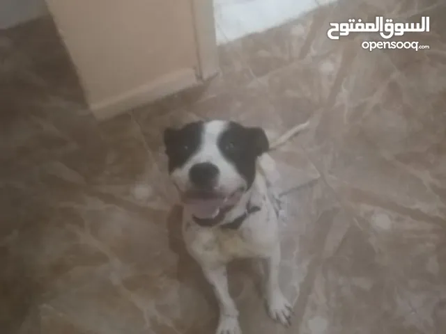 امريكان بيتبول تيلر انثى بيتبول