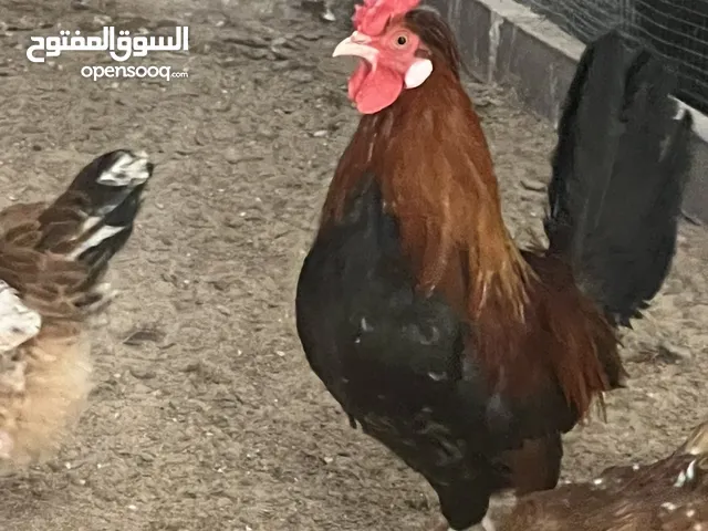 للبيع فروخ دجاج عربي قديم ترثه افرق بيور اصلي