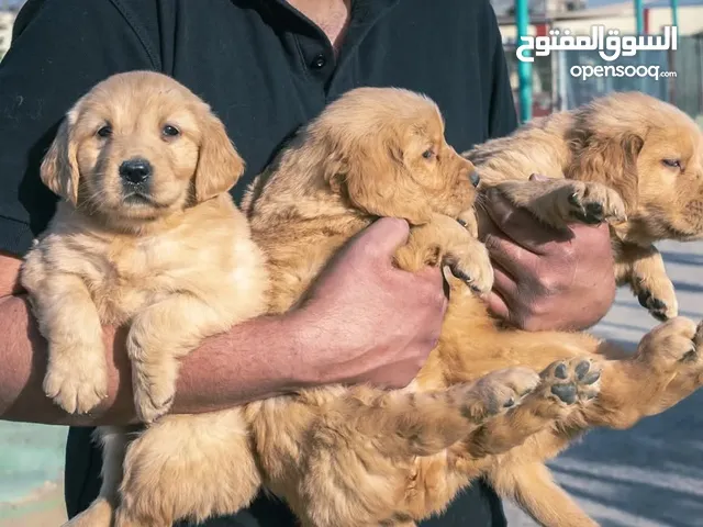Golden retriever puppies