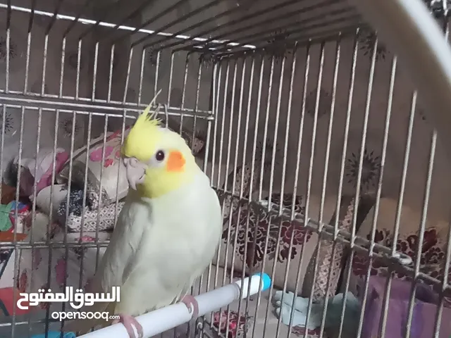 Calopsitte lutino zwiwn cute dkar