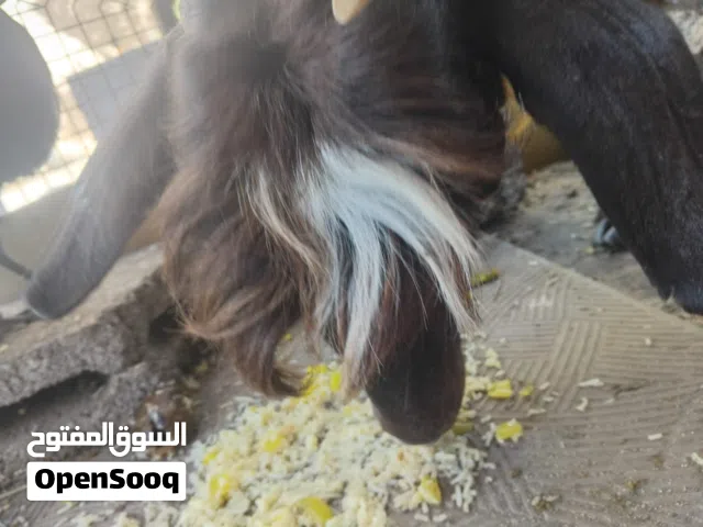 ماعز للبيع