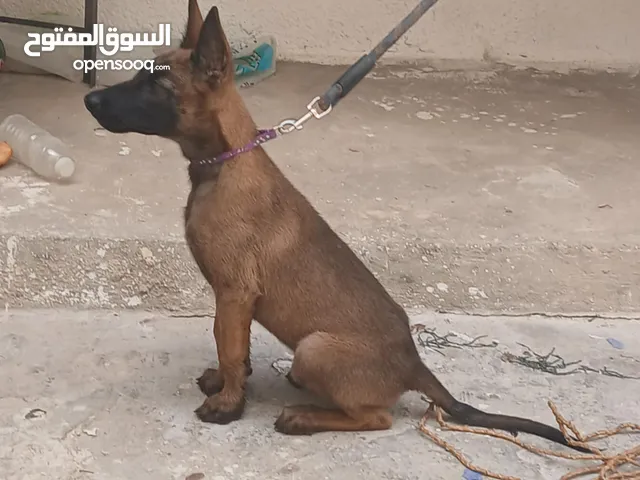 كلبه مالينوا بلجيكي للبيع موصفات ربي يبارك صغيره في العمر
