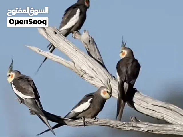 كروان ثنين ربوه أليف مو زوج