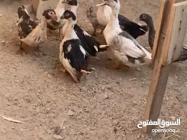 بط مصري منتج للبيع