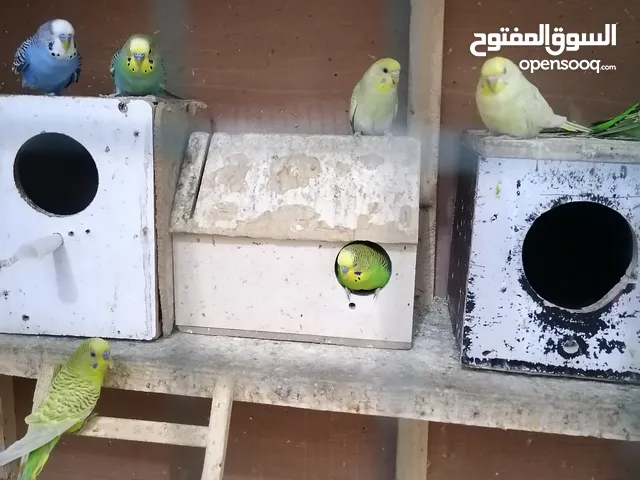 طيور حب عاديات. وشكريات. الوانهن حلوة ونظيفات والصحة فول. الزوج مال عاديات
