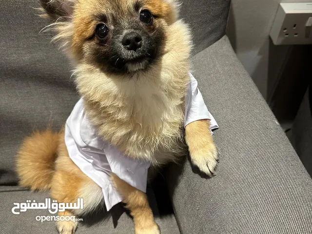 بومرينيان ذكر
