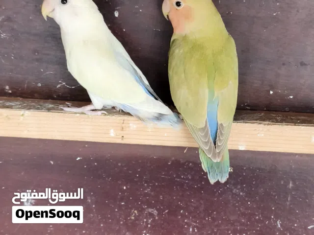 زوز طروف بركديلو