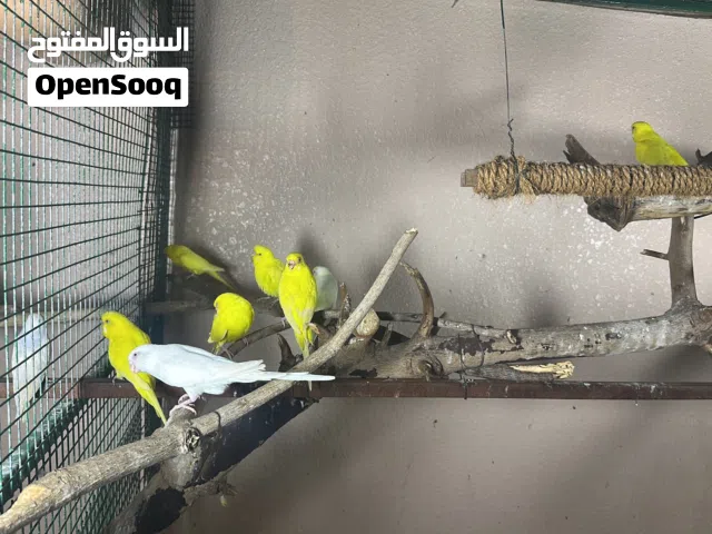 للبيع بادجي الاصفر ازواج منتجه