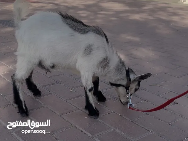 للبيع ماعز القزم