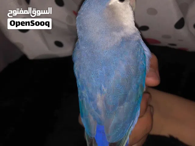 ببغاء روز اليف لون ازرق للبيع