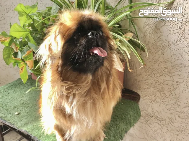 دكر بيكنيز