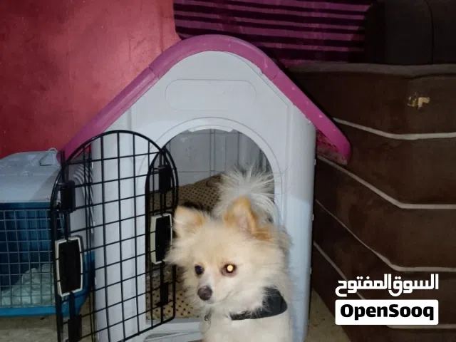 كلب أنثه بومارينيان متترب ومتعلم اسمها (نمله ) وبتعرف اسمها أليفه جداا ونضيفه جداا وذكيه