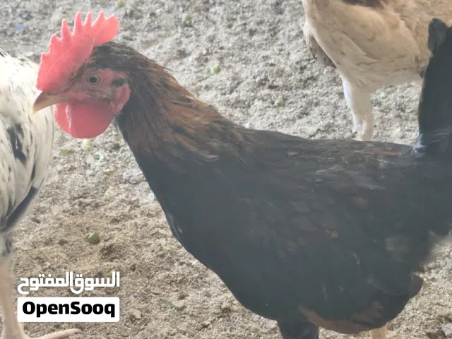 ديوجة كويتي للبيع عمر فوق 3 اشهر ملقحات بسعر مناسب