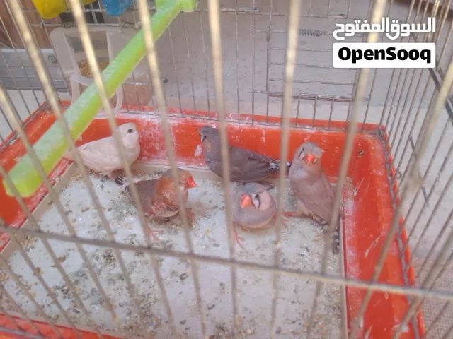زيبرا للبيع عدد 5 طرف يوجد مشوش مكان طرابلس