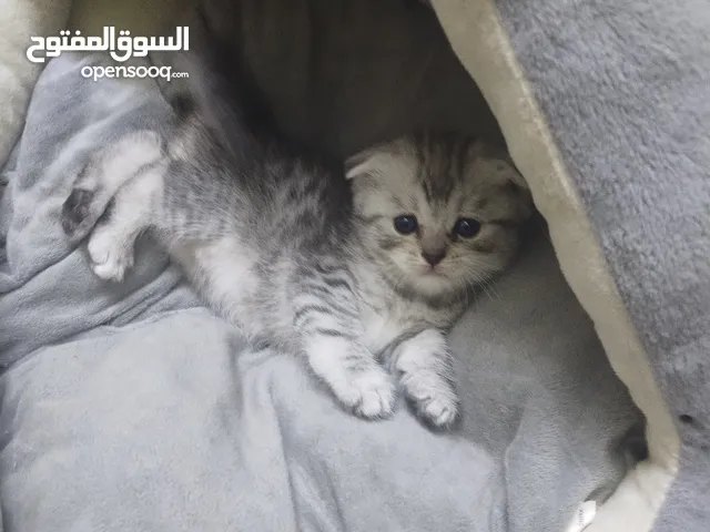 كتنز سكوتش سلفر وابيض