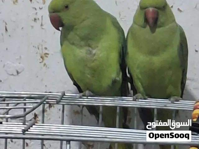 ببغاء دره جوز