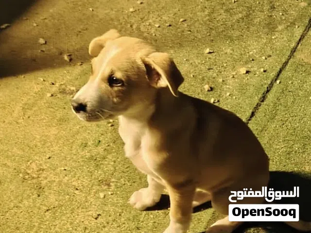 للتبني كلاب