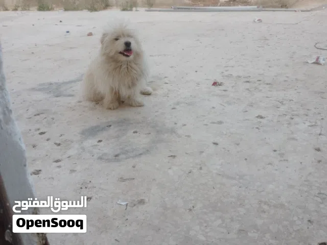 كلبه  تبرير بيضاء   العمر تسع شهور اليفه