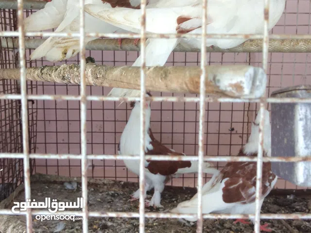 اللبيع حمام