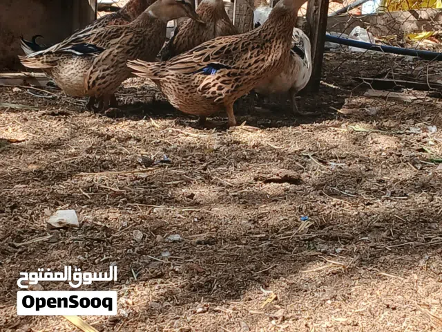 بط زينه للبيع