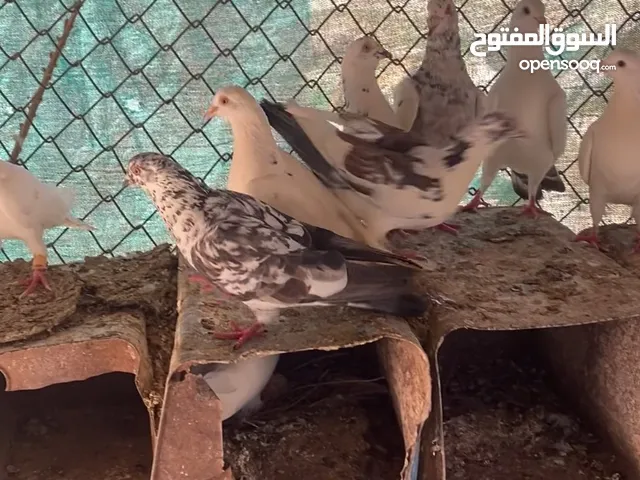 حمام للبيع