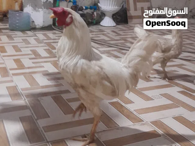 دجاجه وديج عرب تبيض