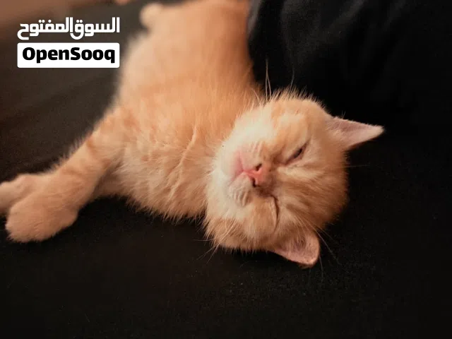 قط شيرازي عمر شهرين